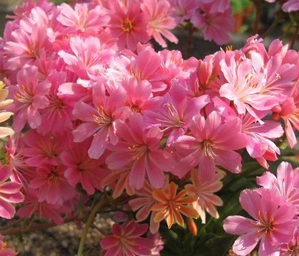 Lewisia cotyledon hybrid